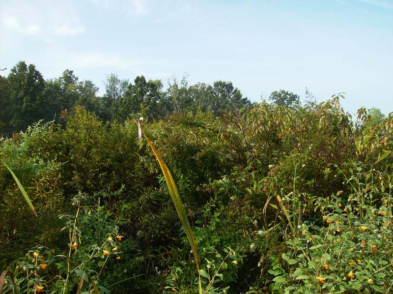 Circumneutral Mixed Shrub Wetland